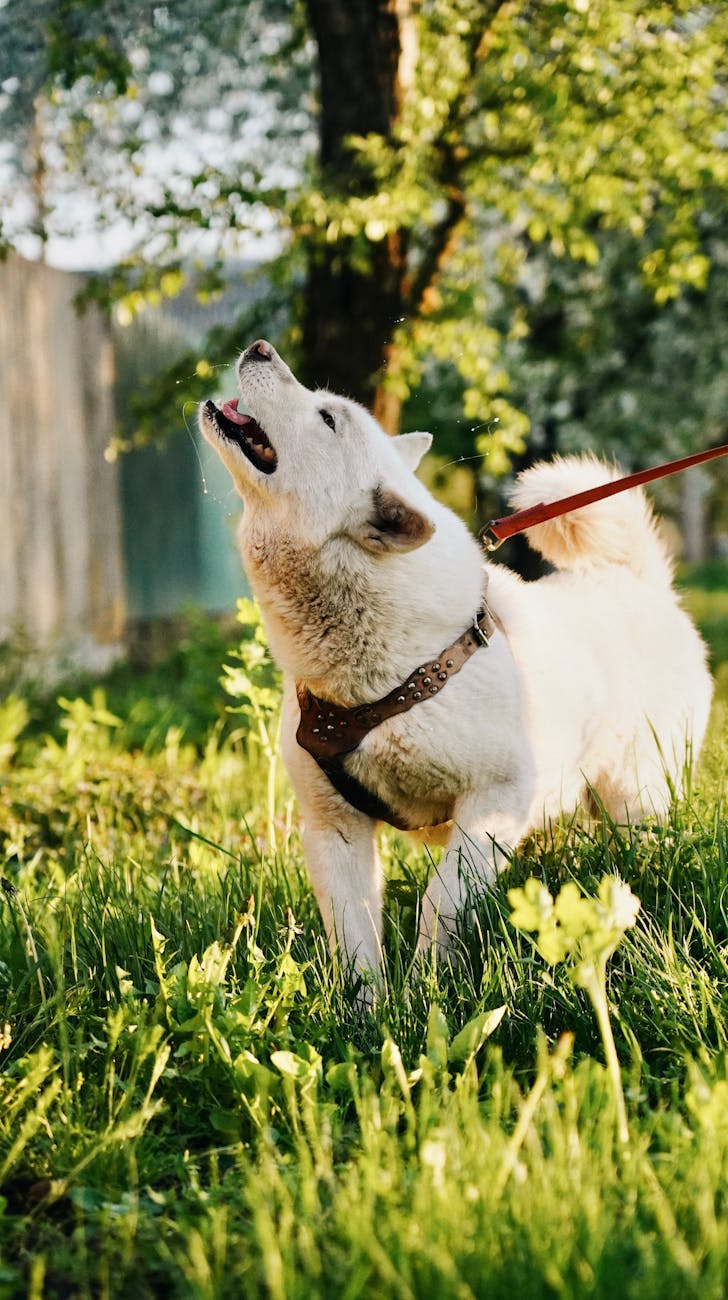 Dog Barking at Strangers? Here’s the Fix