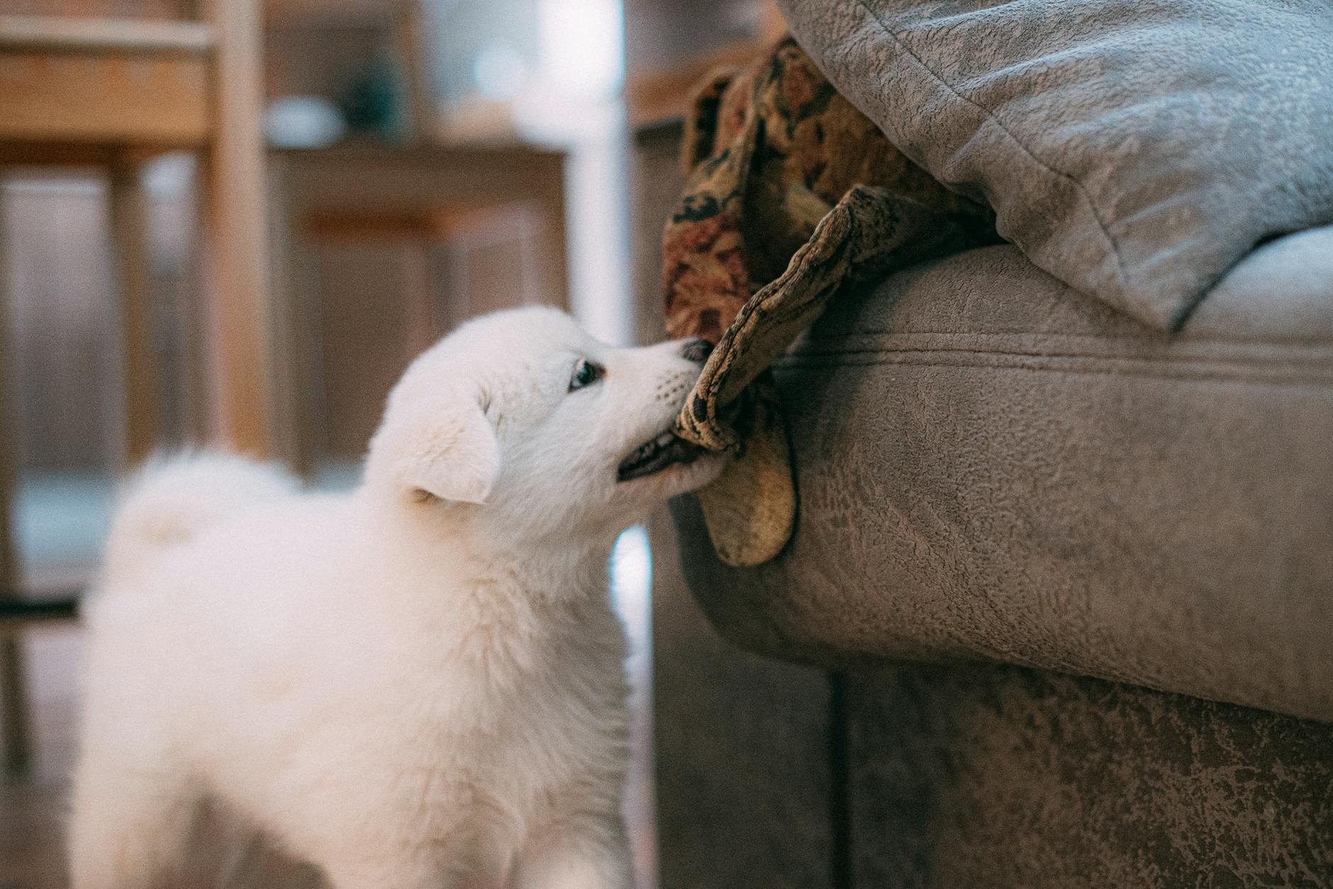 How to Stop Puppy Biting Without Yelling